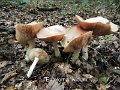 Entoloma sinuatum-amf777-1